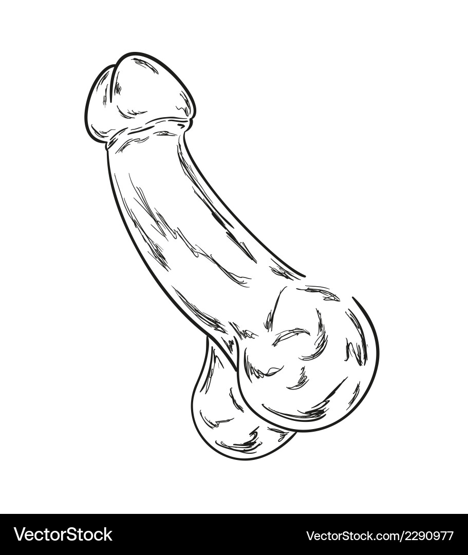 Anatomical Sketch of Human Penis Royalty Free Vector Image