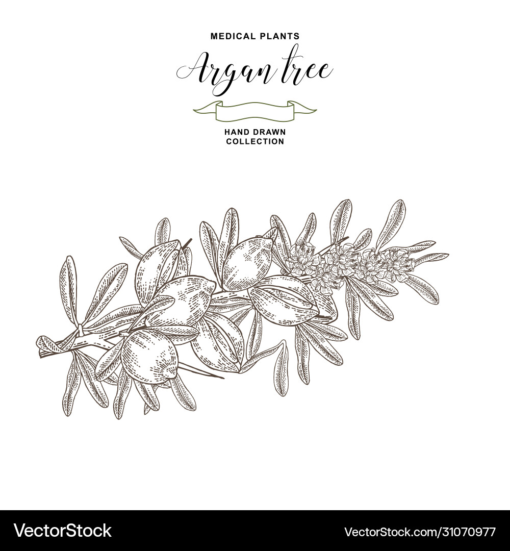 Argan tree argania spinosa branch with nuts Argan tree argania spinosa branch with nuts vector image