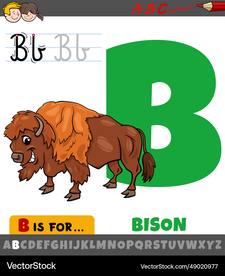 Letter b from alphabet with cartoon bison animal Letter b from alphabet with cartoon bison animal vector image