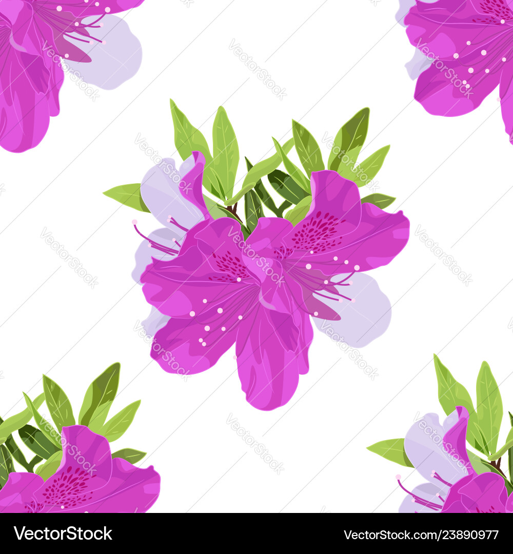 Pattern of dwarf korean azalea with leafs Vector Image