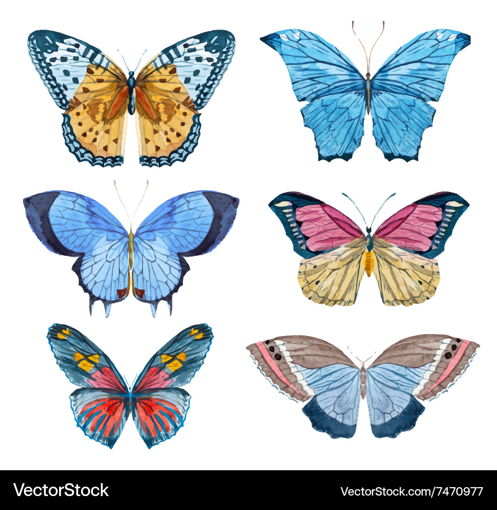 Watercolor Butterfly Set Vector Image