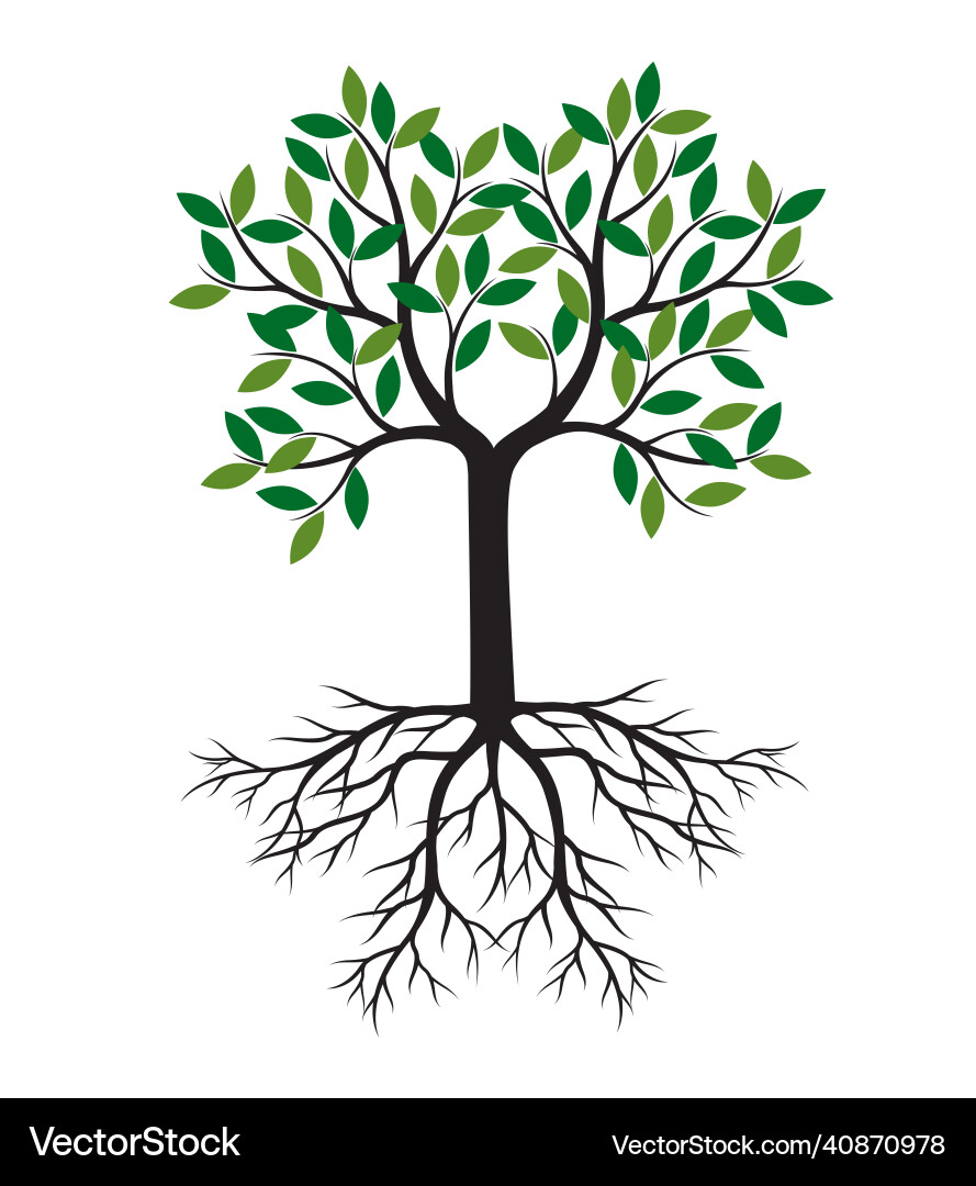 Shape of tree with leaves and roots outline Shape of tree with leaves and roots outline Vector Image