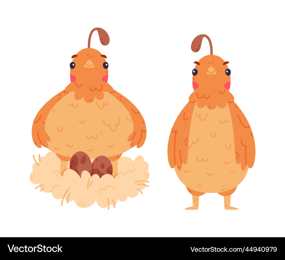 Quail bird with crest and feathers sitting in nest Vector Image