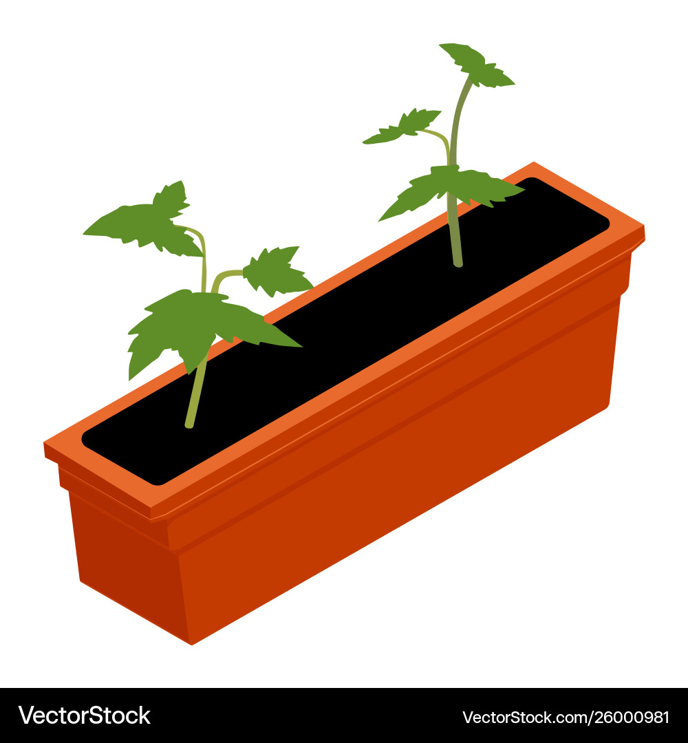 Cherry Tomato Seedling in Tray Vector Image
