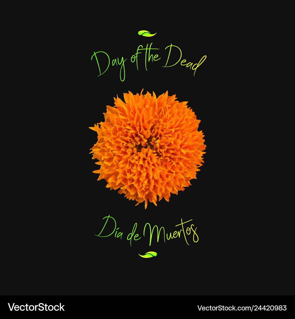 Day of the dead with marigold Vector Image