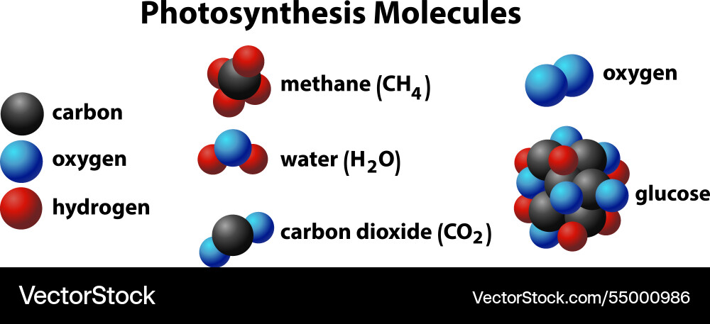 Fotosynthesis Moleküle Vektorbild