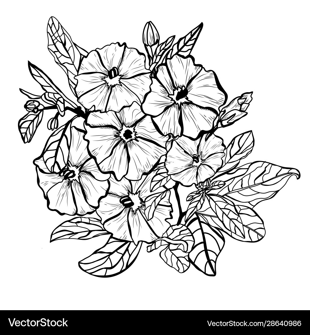 Hand drawn floral decoration Hand drawn floral decoration vector image