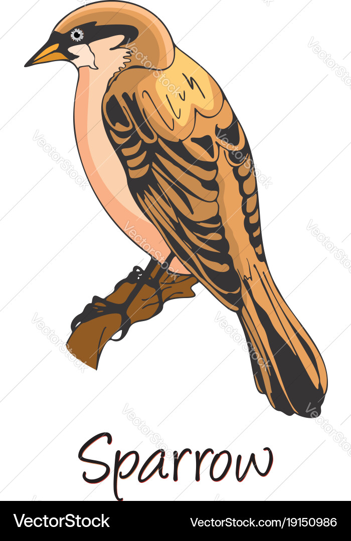 Sparrow color Vector Image