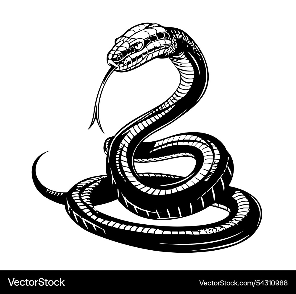 Hand drawn vintage snake Royalty Free Vector Image