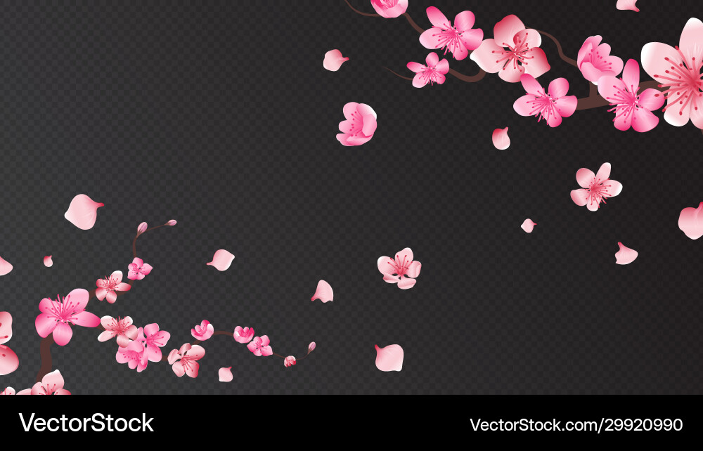 Sakura blossom falling petals isolated flower Sakura blossom falling petals isolated flower vector image