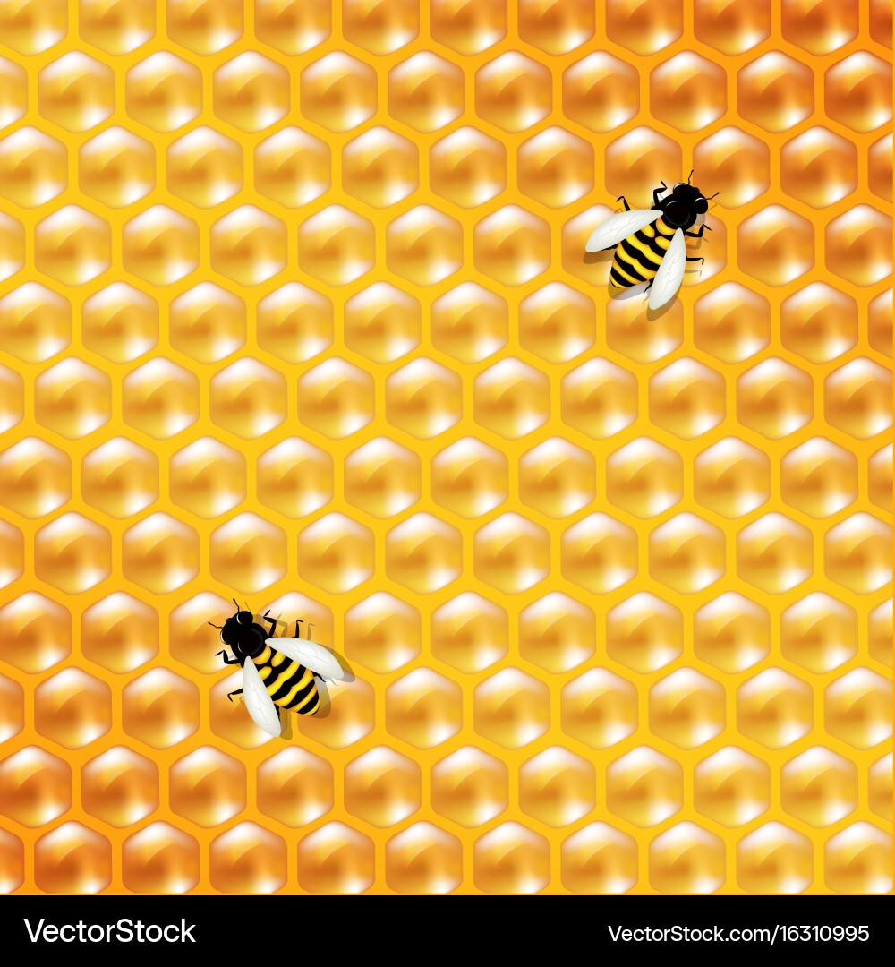 Honeycomb Background with Bee Vector Image