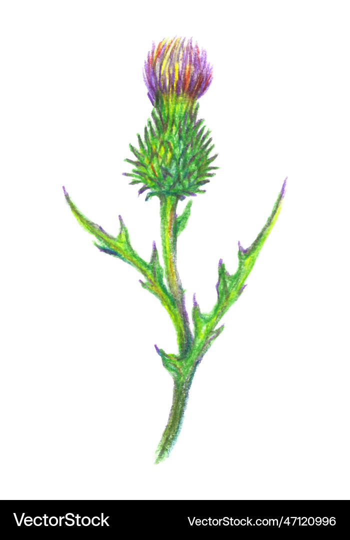 Hand drawn of a thistle flower Hand drawn of a thistle flower vector image