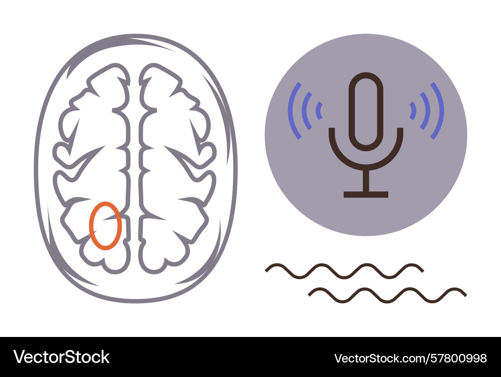 Brain speech processing concept with highlighted Brain speech processing concept with highlighted Vector Image