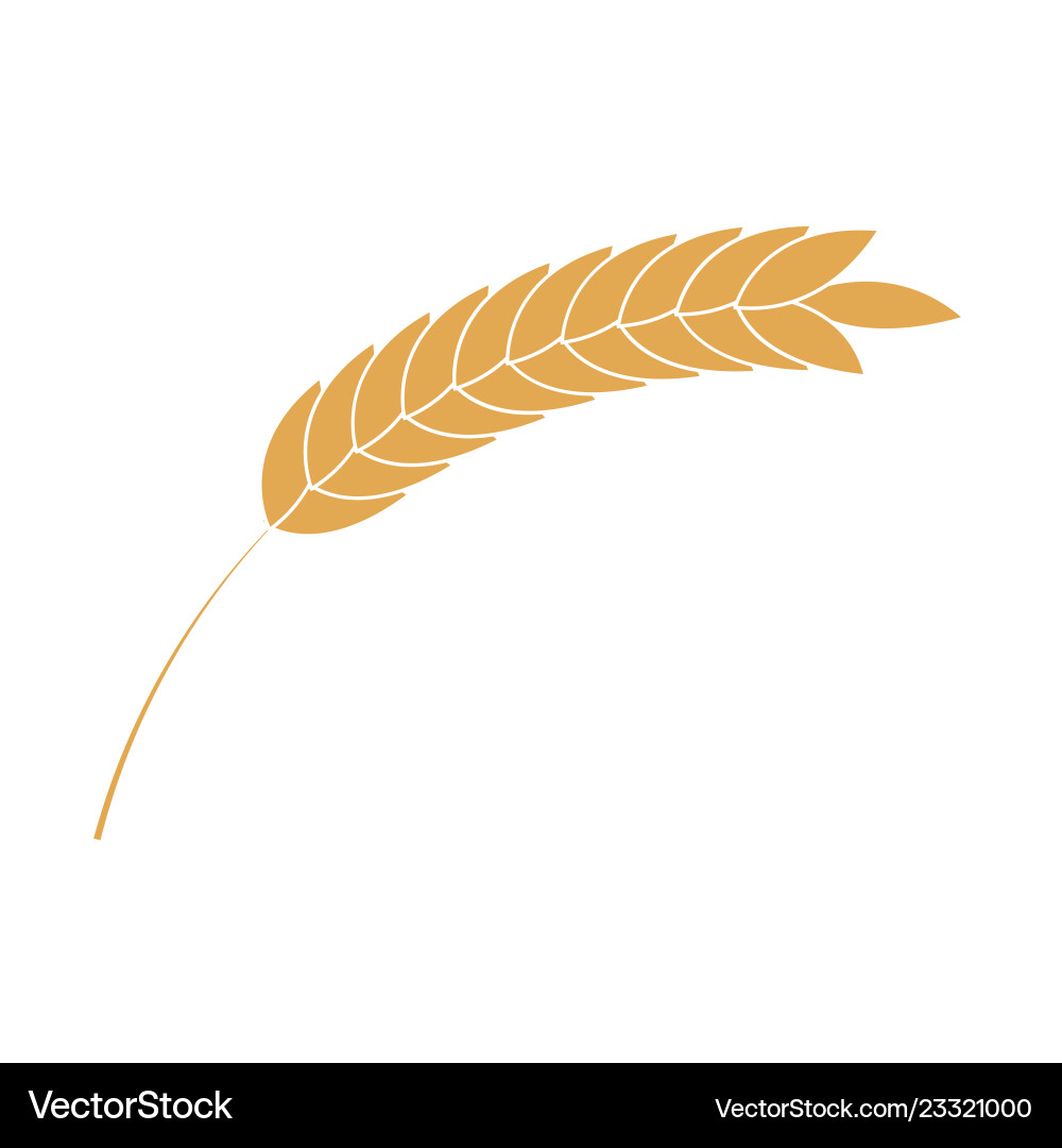 Cereal ear simple icon in flat style isolated Vector Image