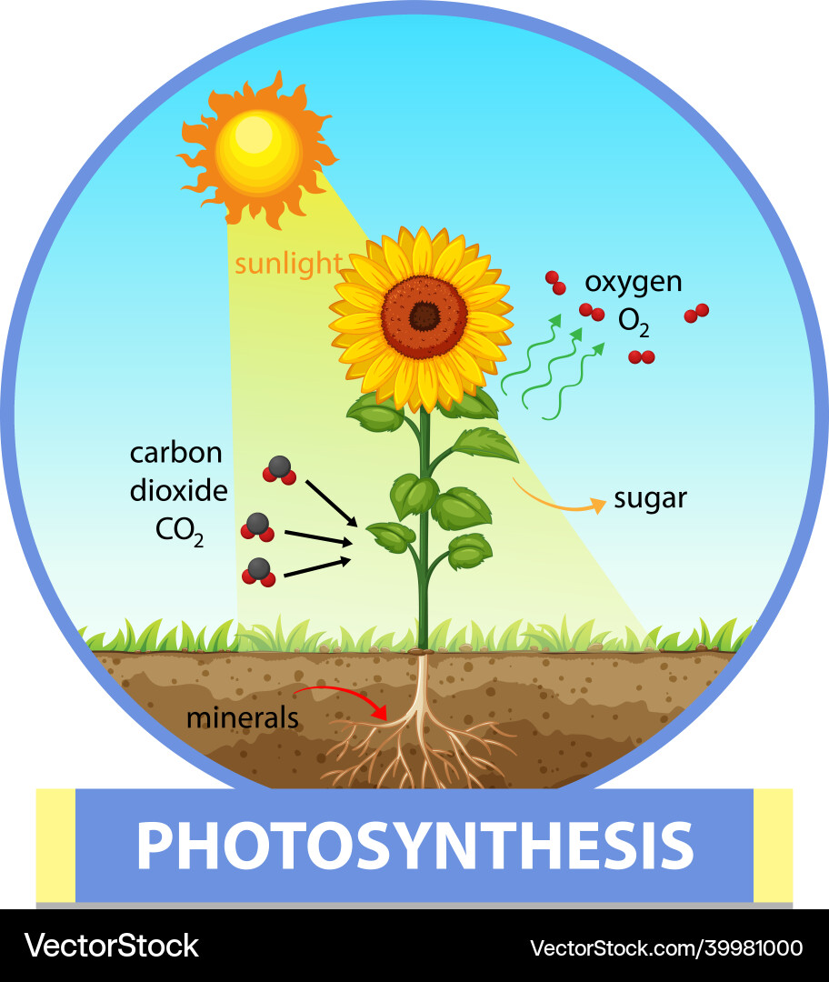 Diagramm die den Prozess der Photosynthese in der Pflanze zeigt