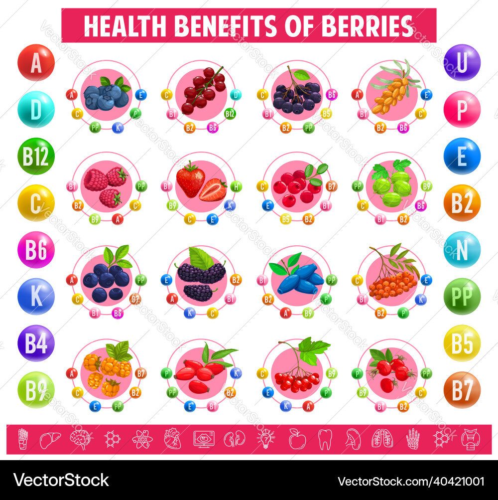 Tabelle Inhalt der Vitamine Mineral in Beeren Tabelle Inhalt der Vitamine Mineral in Beeren vektorbild