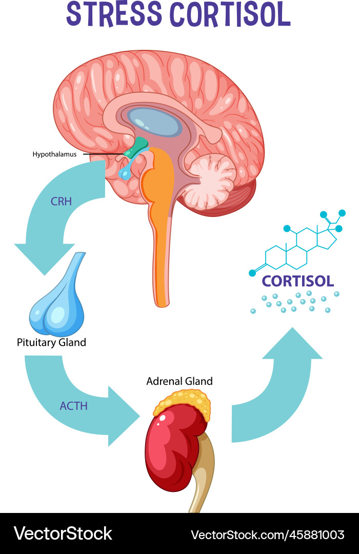 Stress response system scheme Stress response system scheme vector image
