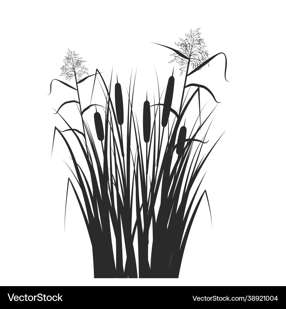 Silhouette reed and cane in green grass swamp vector image