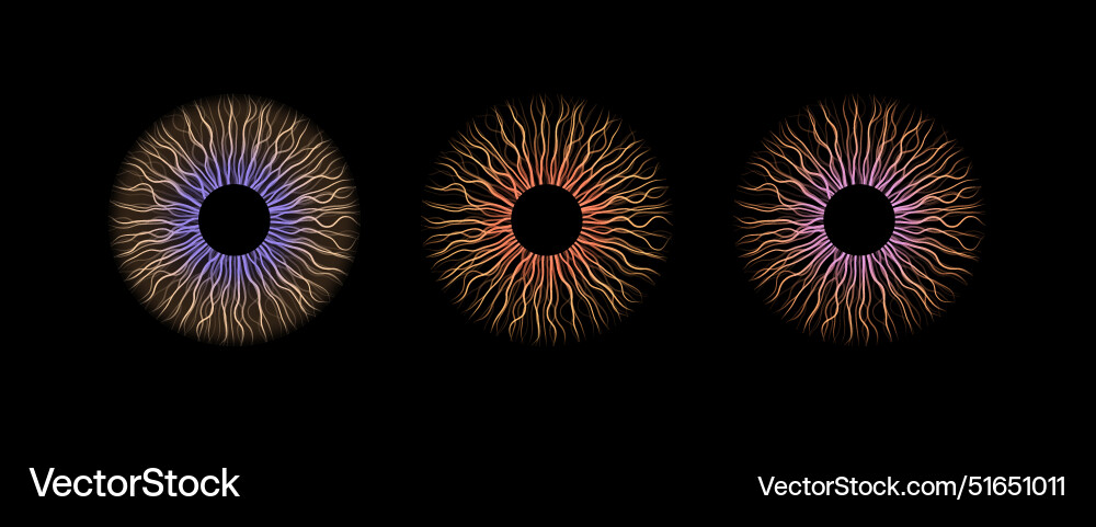 Iris poster Royalty Free Vector Image - VectorStock