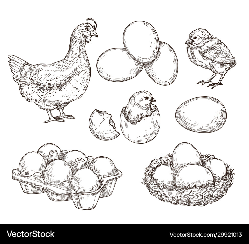 Chicken sketch healthy natural farm eggs vintage Chicken sketch healthy natural farm eggs vintage vector image