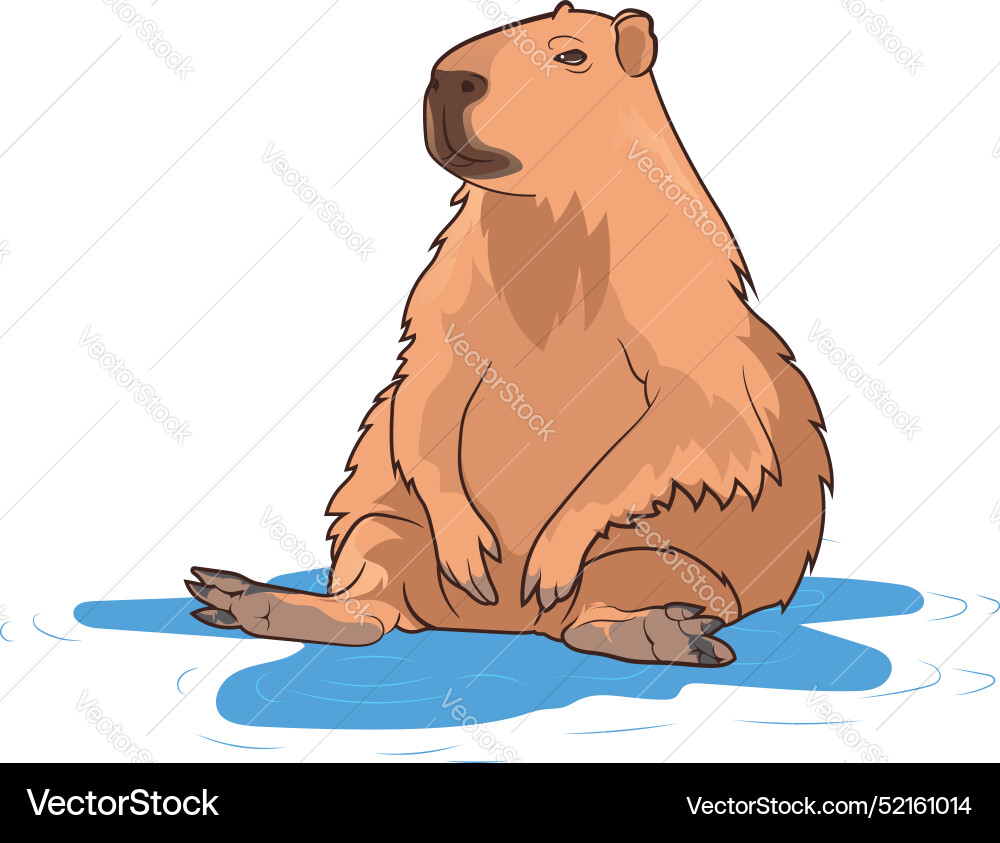 Capybara in a puddle Vector Image