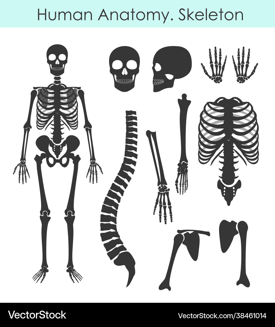 Set human skeleton all Royalty Free Vector Image
