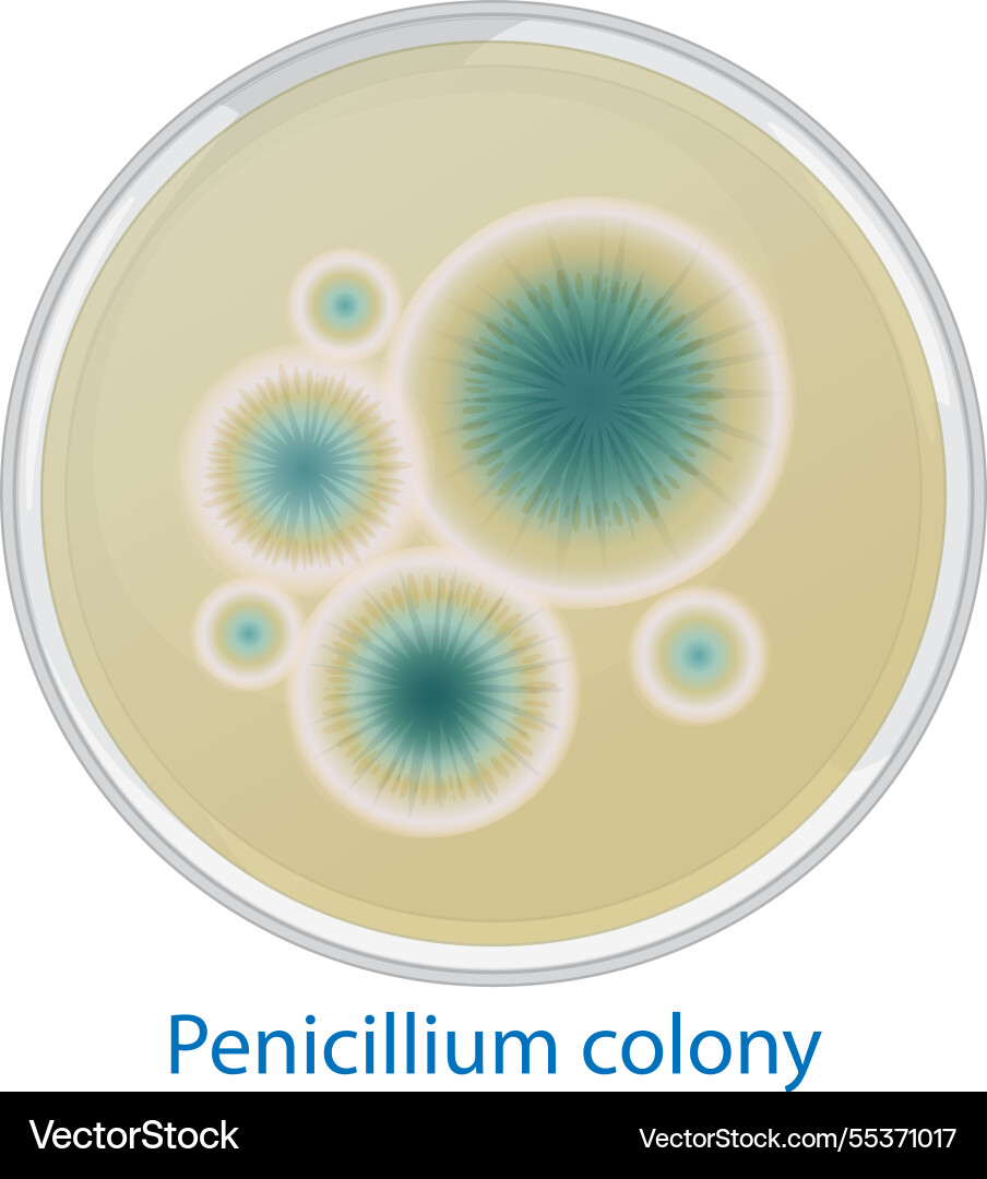 Penicillium colonies in a petri dish Penicillium colonies in a petri dish vector image