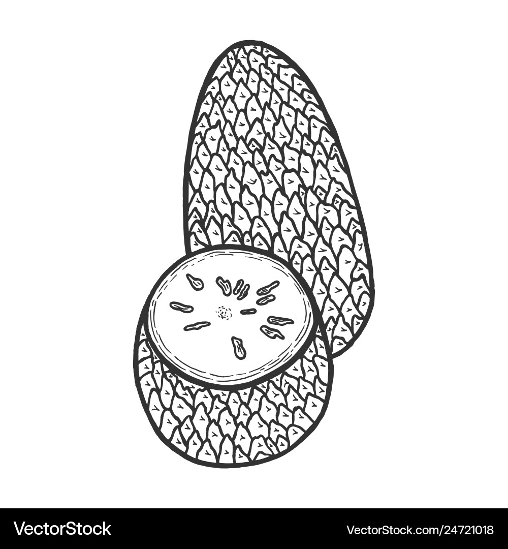 Soursop Obst Skizze Gravur Soursop Obst Skizze Gravur vektorbild
