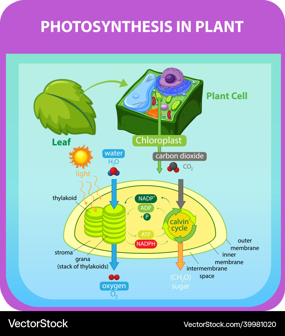 Process of photosynthesis in plant vector image