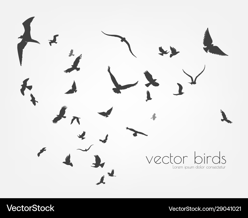Flying Birds Flock Silhouette Vector Image