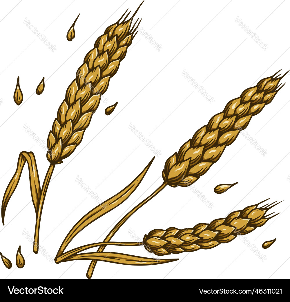 Wheat spikelet in engraving style design element vector image