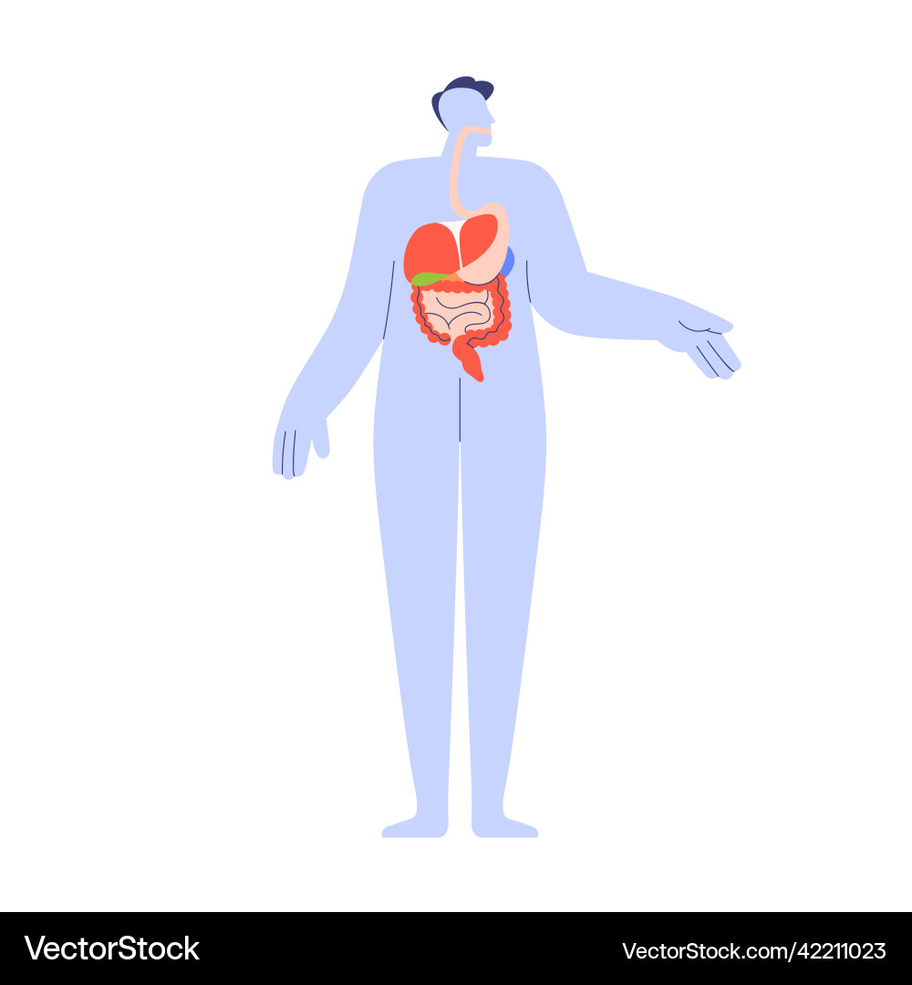 Organs of digestive system inside human body – Royalty-Free Vector |  VectorStock, image size:1000x1080