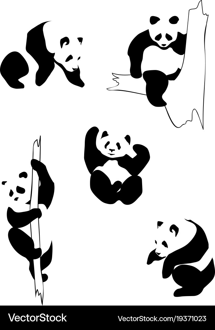 Pandas in different positions vector image