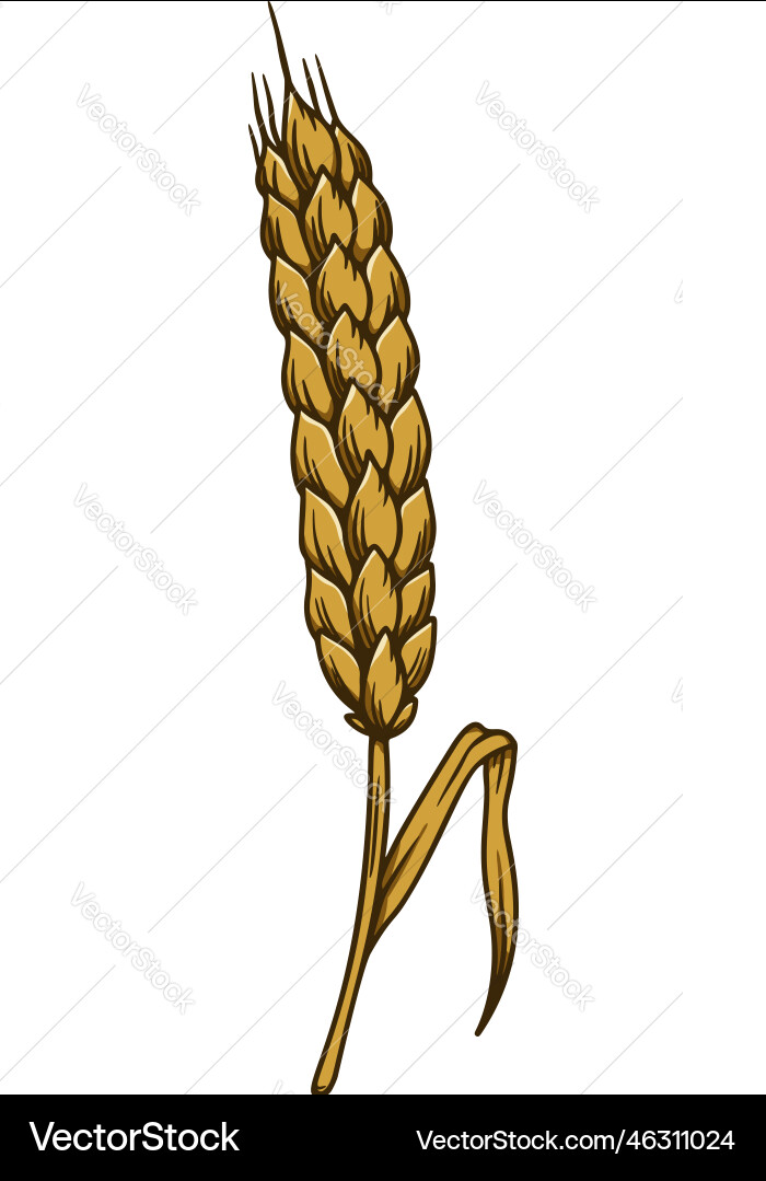 Wheat Spikelet Engraving Vector Image