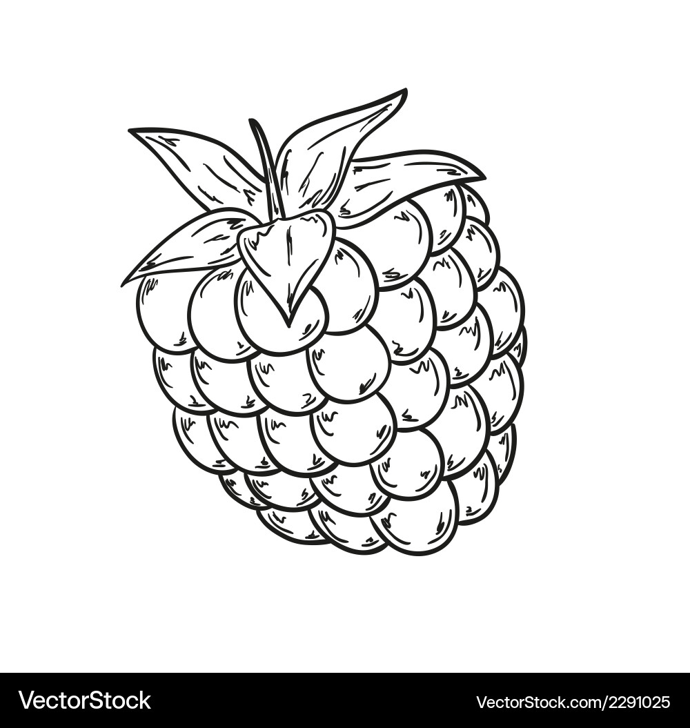 Raspberry Sketch - Close-up vector image