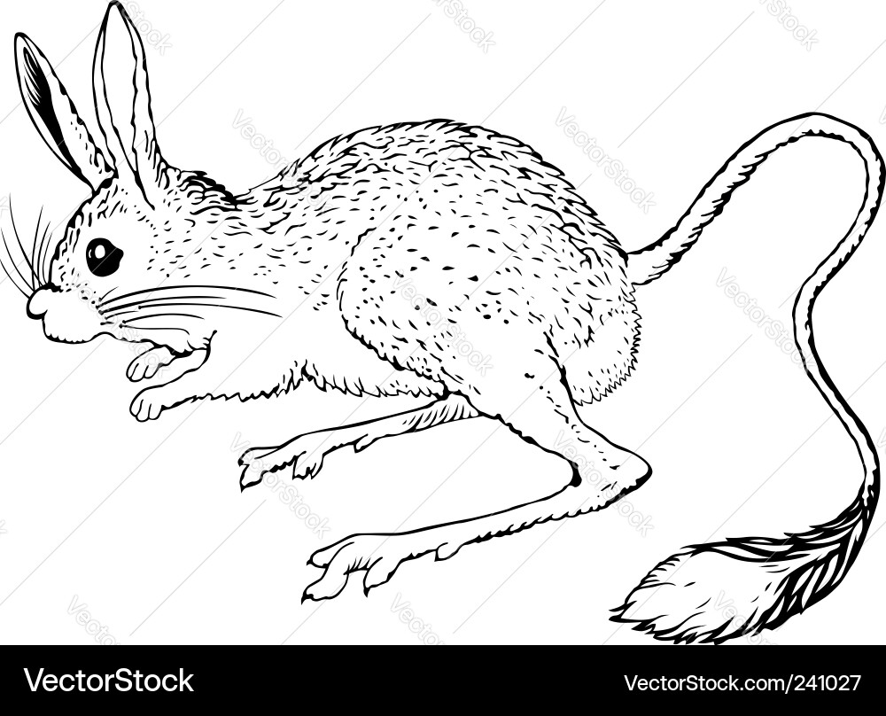 Jerboa Vector Image