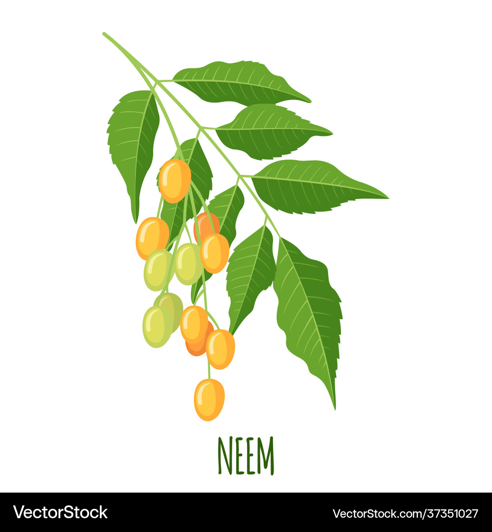 Neem or nimtree in flat style isolated Neem or nimtree in flat style isolated Vector Image