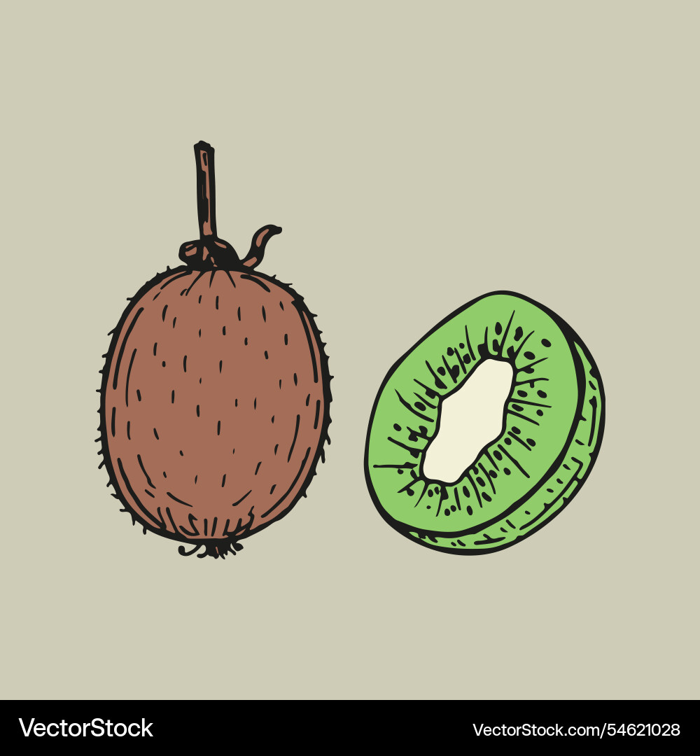 Kiwi tropical fruit sketch outline in color Vector Image