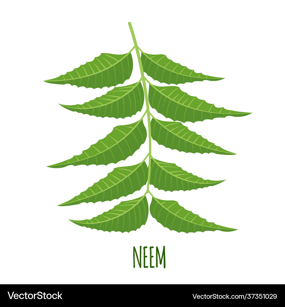 Neem branch or nimtree in flat style Neem branch or nimtree in flat style Vector Image
