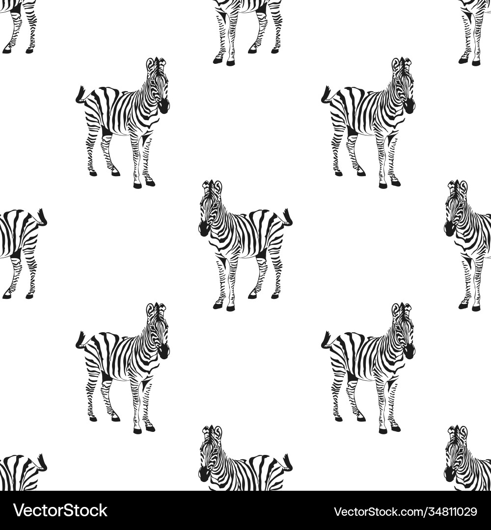 Seamless pattern graphical sketch zebra Seamless pattern graphical sketch zebra vector image