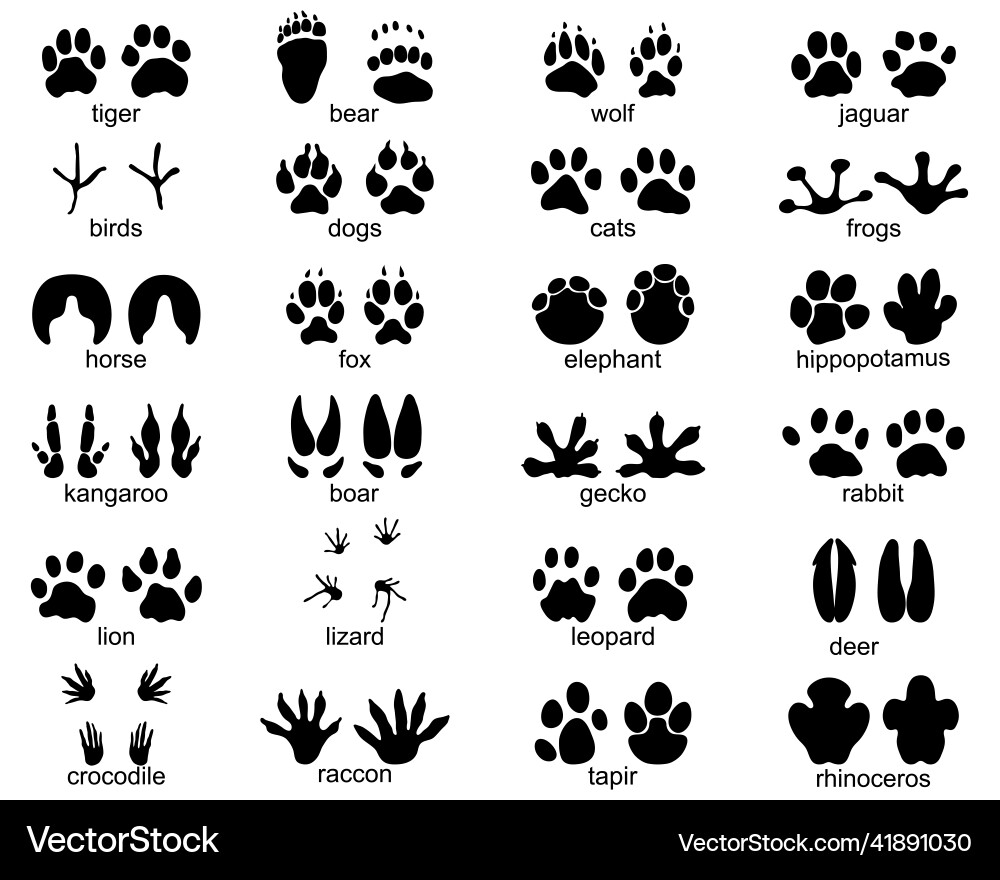 Footprints of wild animals Footprints of wild animals vector image