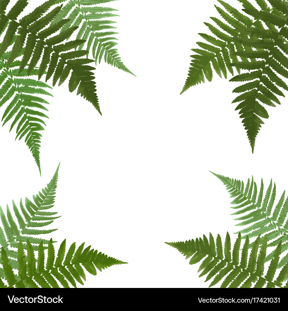 Fern Leaf Background with White Border Vector Image