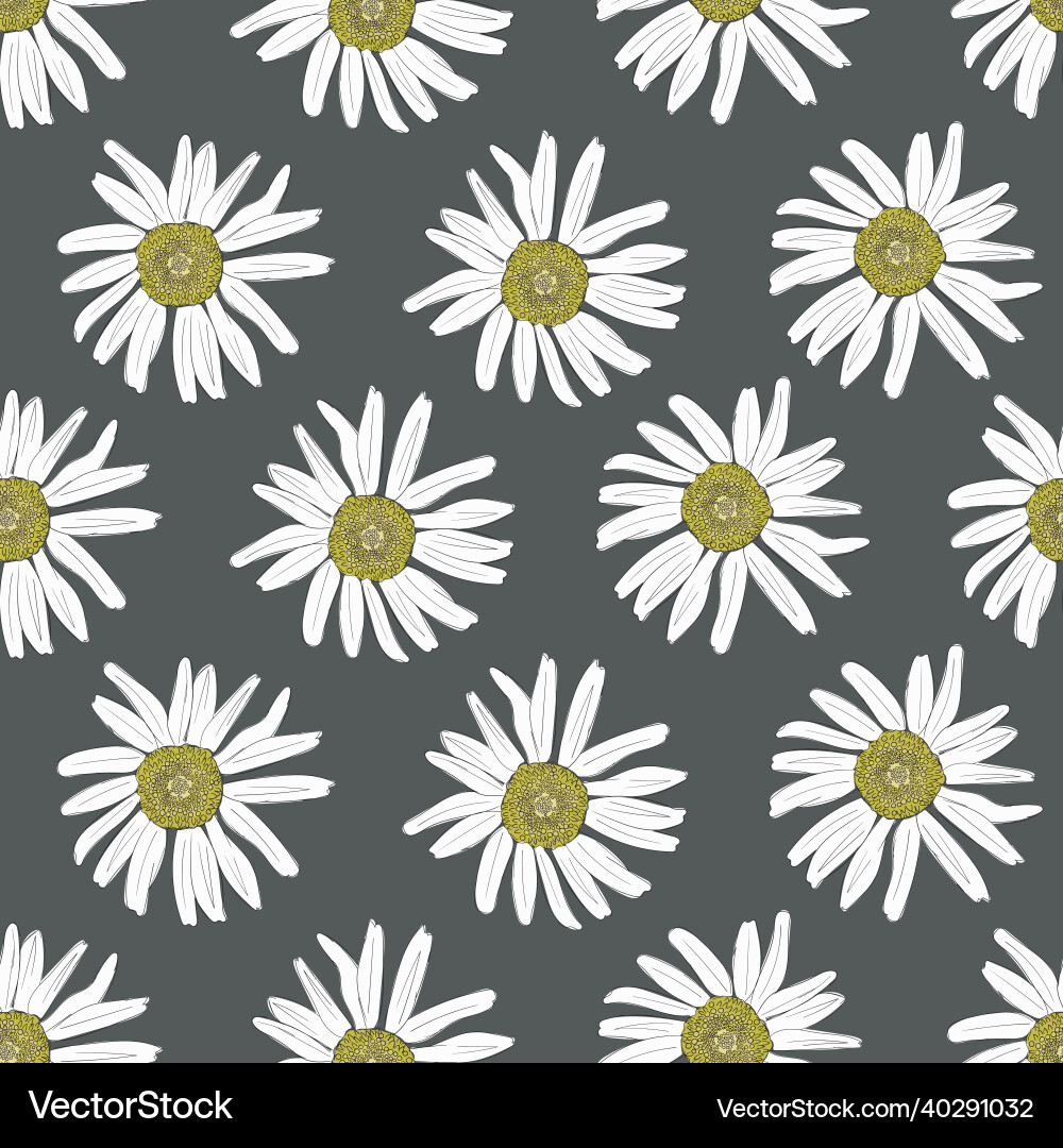 Seamless pattern with the chamomiles on a gray vector image