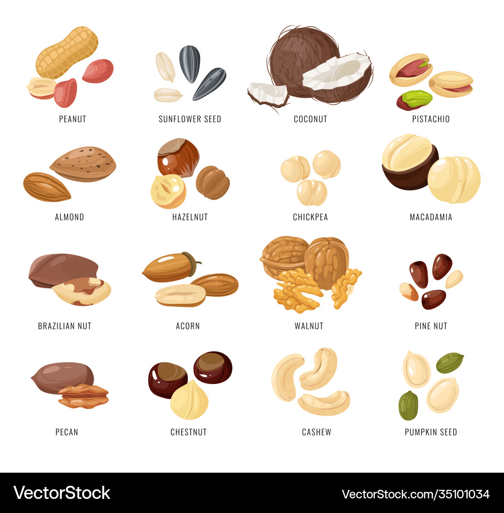 Nuts and seeds nut seed Nuts and seeds nut seed vector image