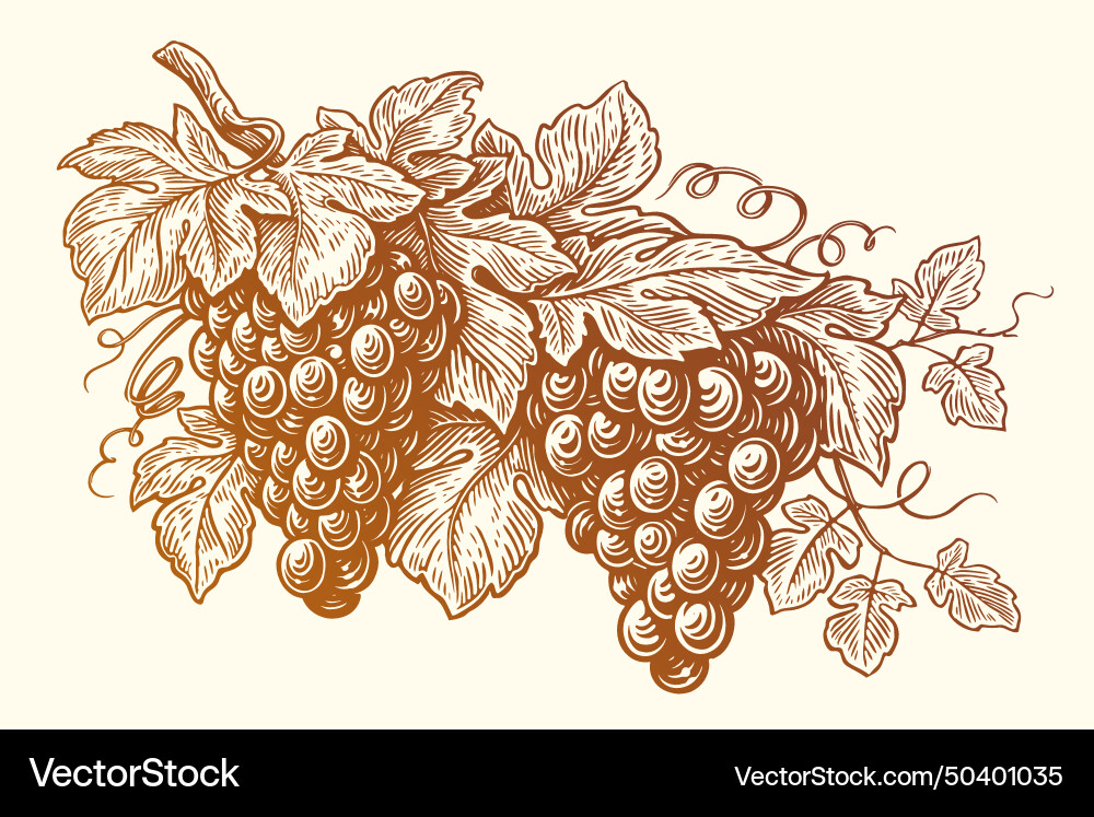 Grape branch with leaves vineyard fruit Grape branch with leaves vineyard fruit Vector Image