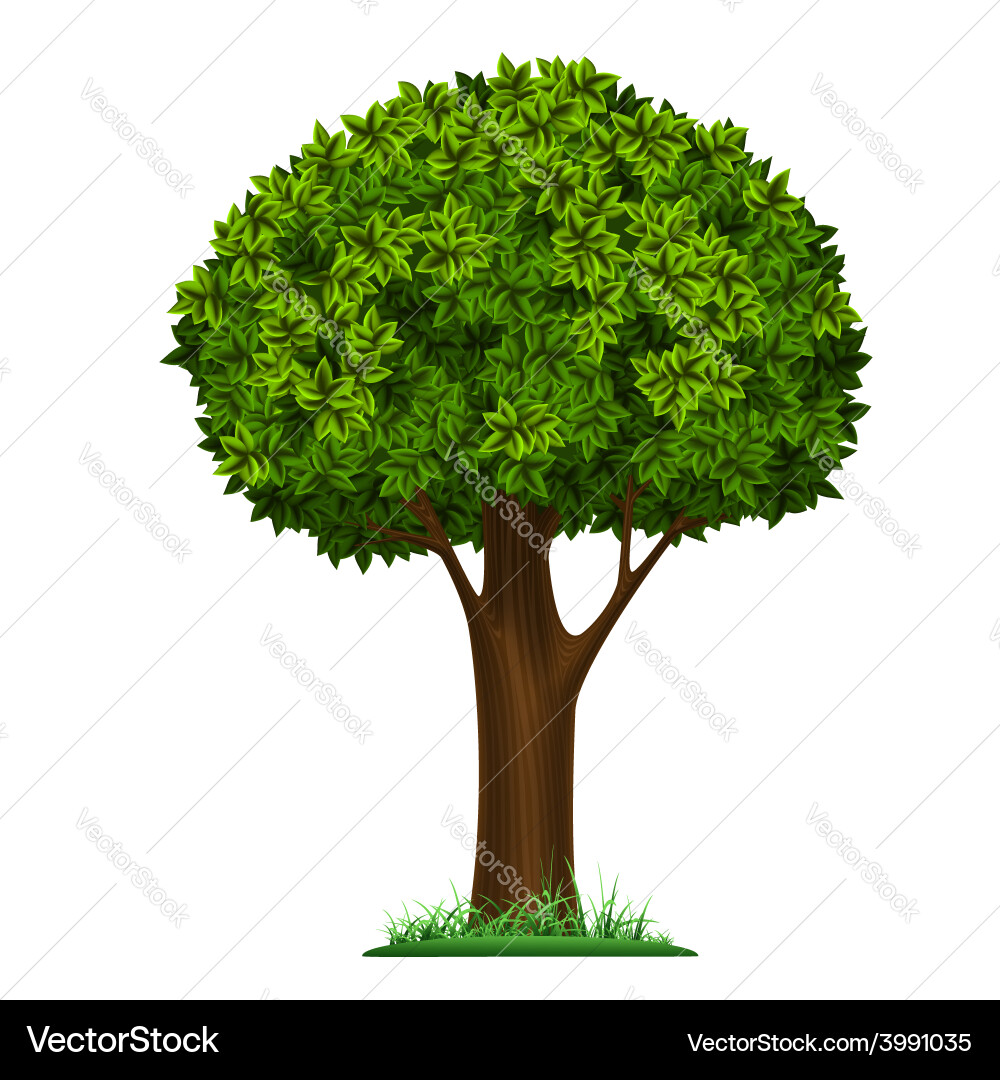 Tree isolated on white background vector image