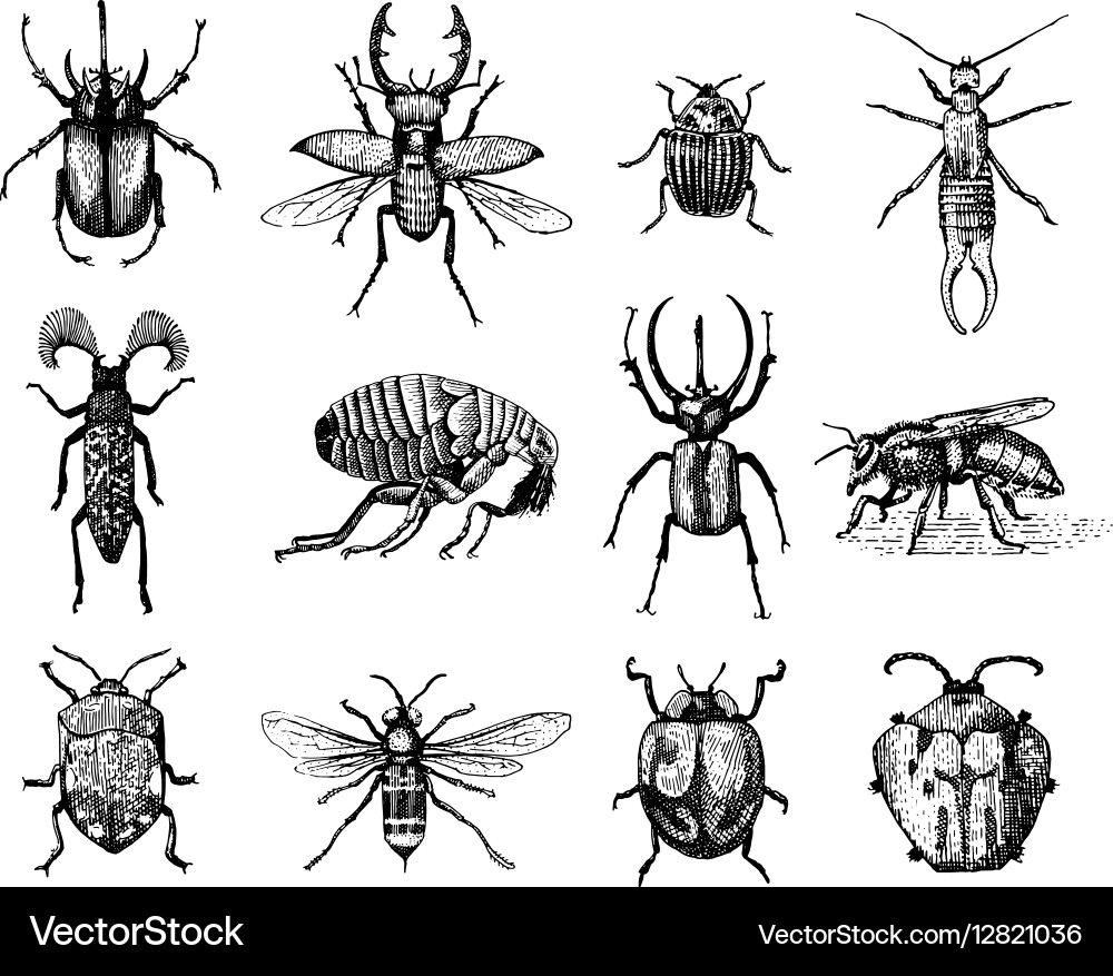 Big set of insects bugs beetles and bees many vector image