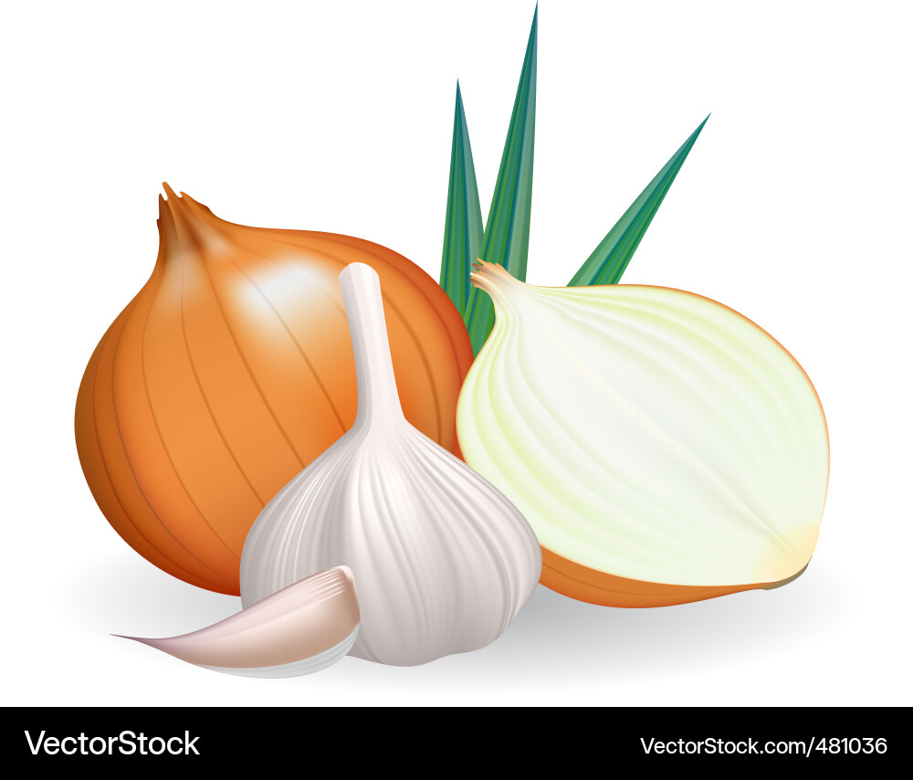 Garlic and Onion Vegetables Vector Image