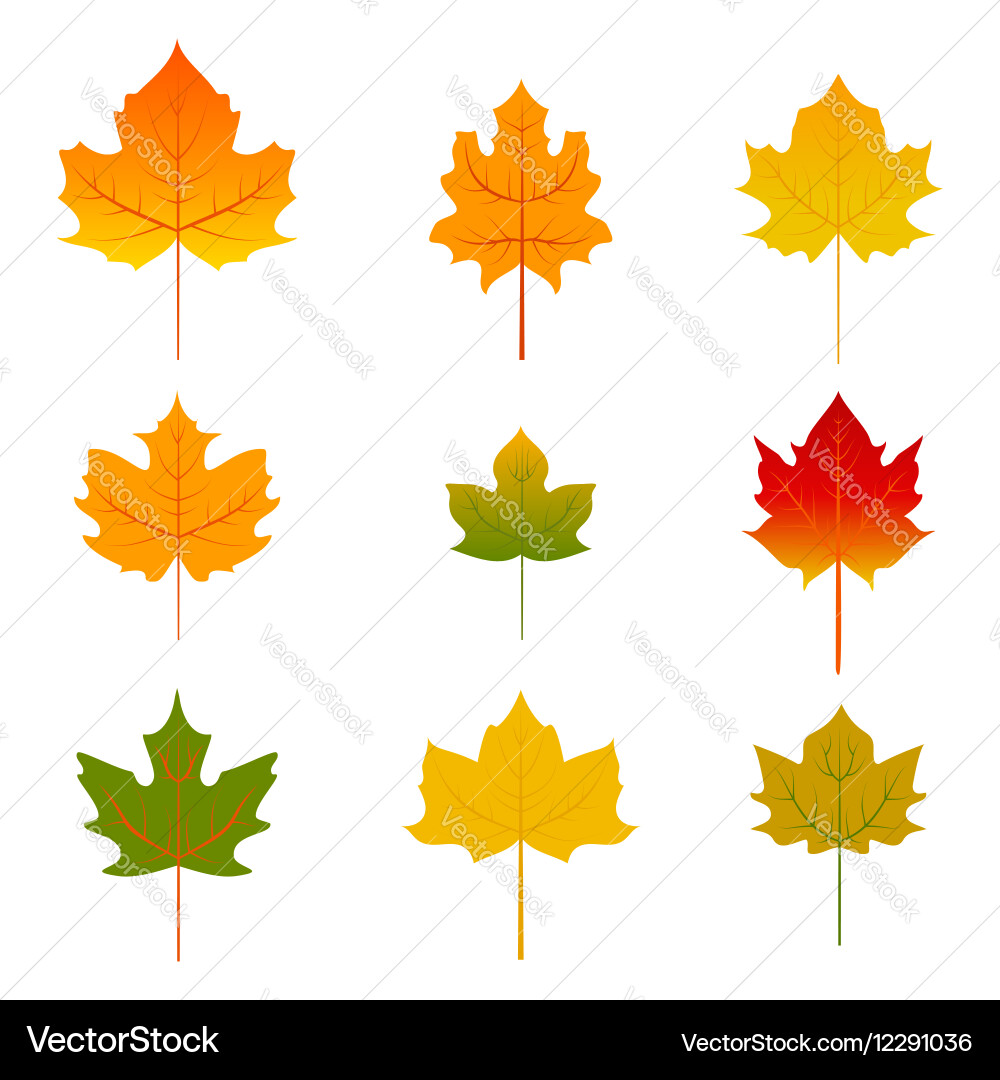 Set of five red and yellow maple leaves isolated vector image