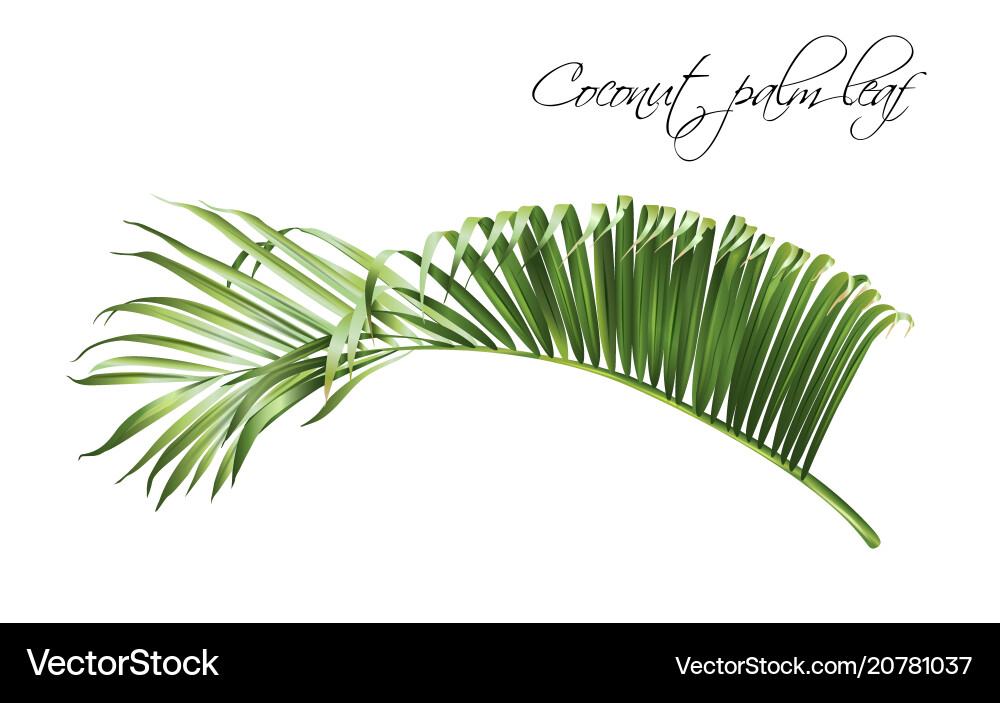 Coconut palm leaf Royalty Free Vector Image - VectorStock
